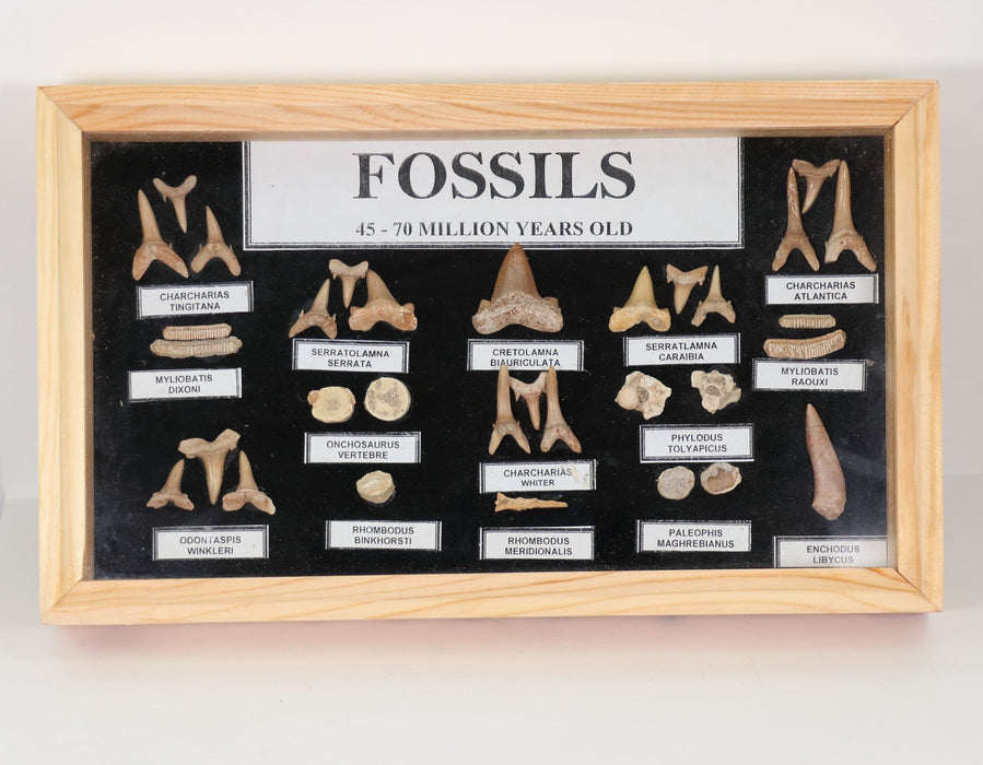Shark Teeth Fossil, Frame, 10" x 6" Inch, Standard Size